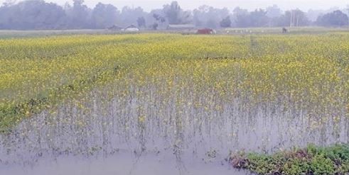 frequent-winter-rain-damages-vegetable-crops-in-banke